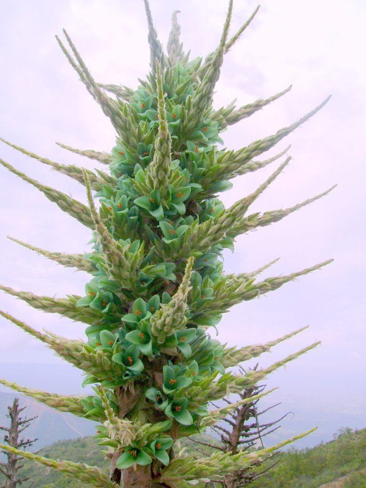 Puya (genus) Puya berteroniana Wikipedia