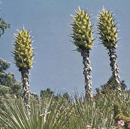 Puya (genus) Puya gigas plant Britannicacom