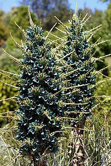 Puya (genus) httpsuploadwikimediaorgwikipediacommonsthu