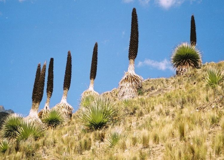 Puya raimondii Puya raimondii World39s Largest Bromeliad