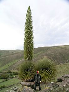 Puya raimondii httpsuploadwikimediaorgwikipediacommonsthu