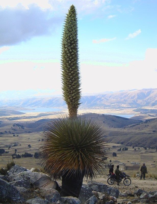 Puya raimondii Puya raimondii World39s Largest Bromeliad