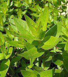 Pycnanthemum californicum httpsuploadwikimediaorgwikipediacommonsthu
