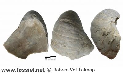 Pycnodonte Fossil ID System Search results