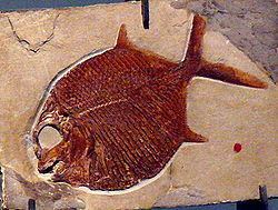 Pycnodontiformes httpsuploadwikimediaorgwikipediacommonsthu