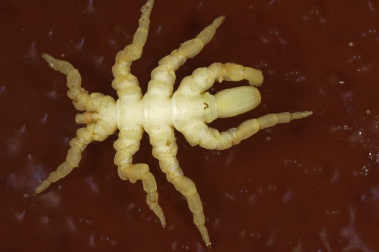 Pycnogonum CalPhotos Pycnogonum stearnsi Sea Spider