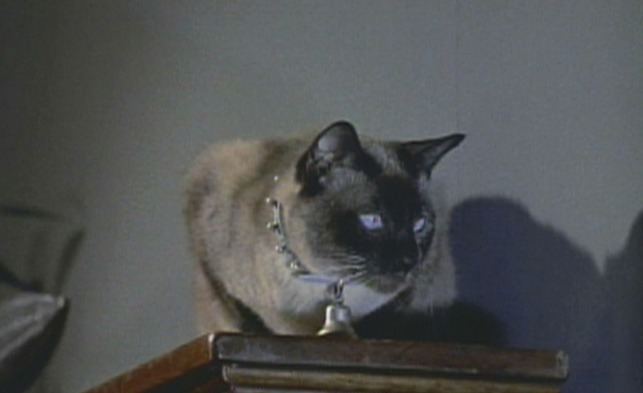 Pyewacket (familiar spirit) Bell Book and Candle 1958 Cinema Cats