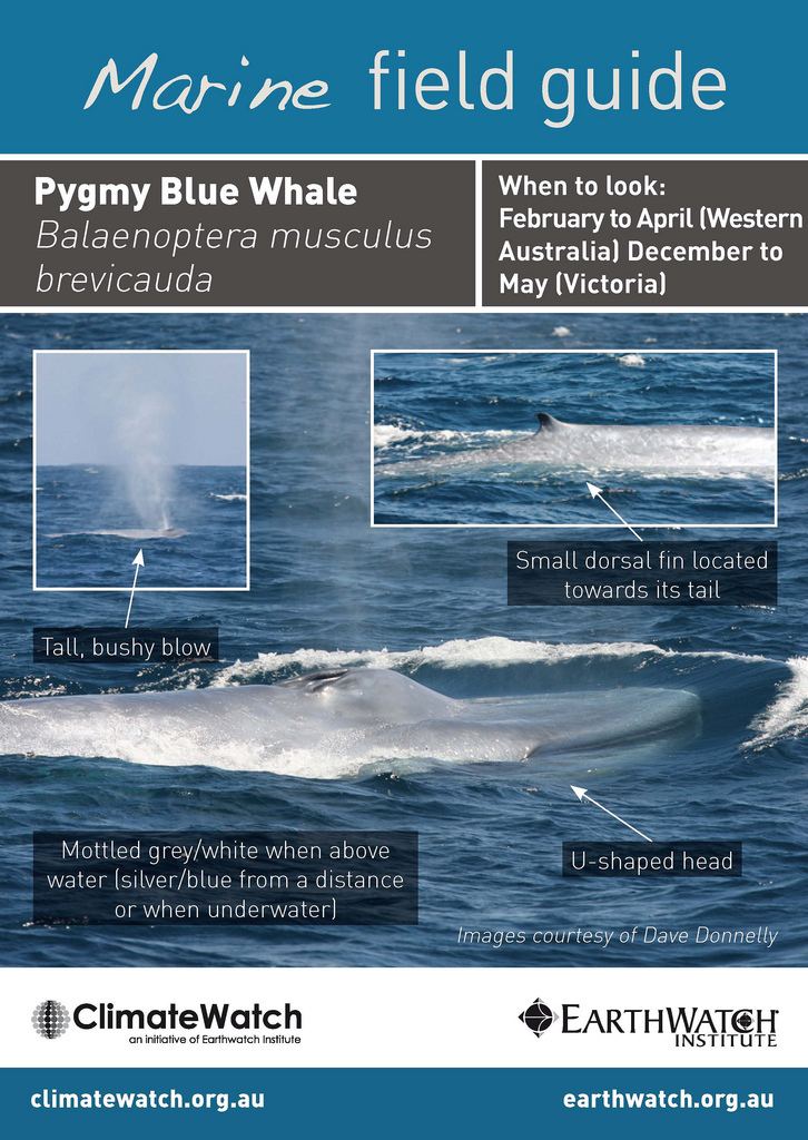 Pygmy blue whale Pygmy blue whale ClimateWatch