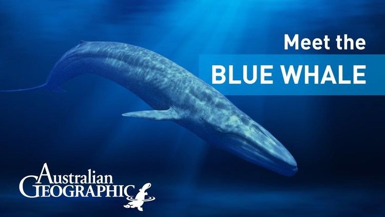 Pygmy blue whale Meet the Pygmy Blue Whale AusGeoShop YouTube