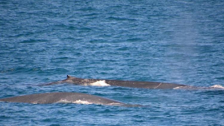 Pygmy blue whale Whale watching tour off Perth sees elusive pygmy blue whale family