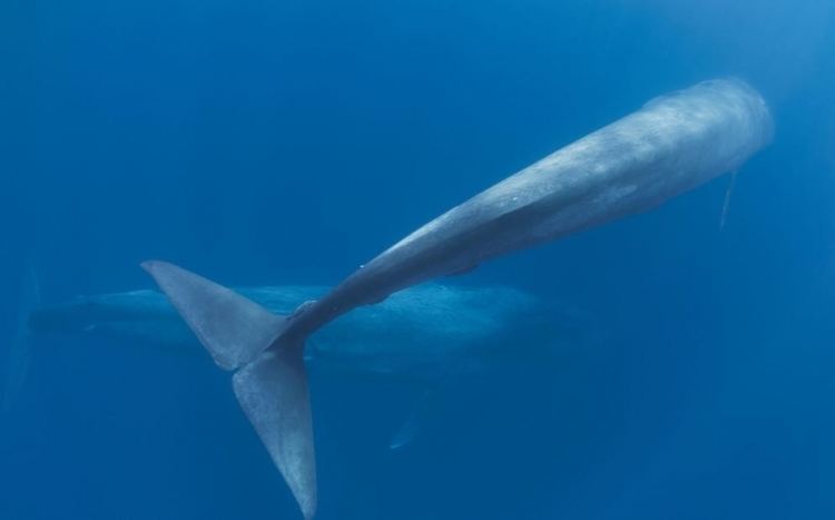 Pygmy blue whale Pygmy Blue Whale quotOCEAN TREASURESquot Memorial Library