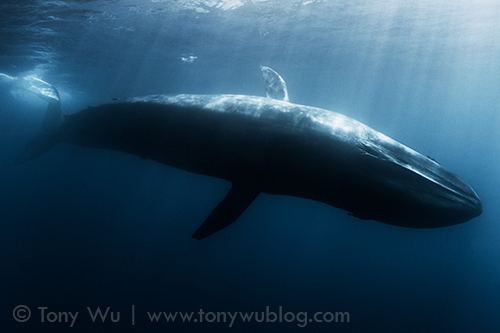 Pygmy blue whale Pygmy Blue Whales Diving into the Blue Tony Wu Photography