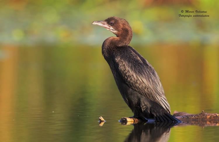 Pygmy cormorant Pygmy Cormorant Microcarbo pygmaeus videos photos and sound