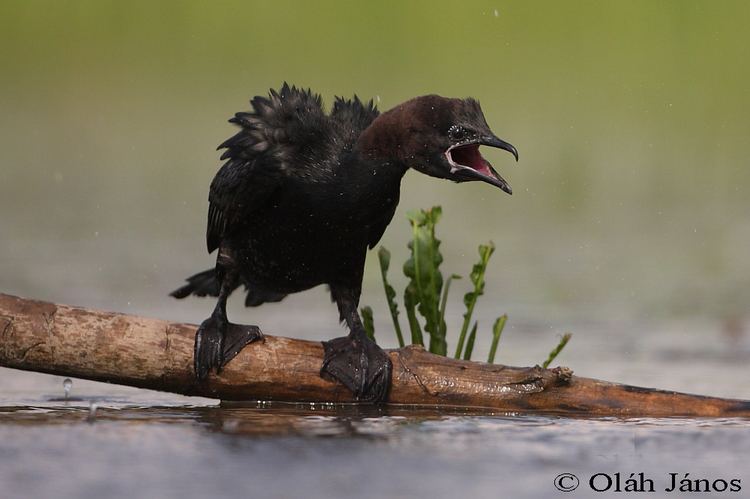 Pygmy cormorant Pygmy Cormorant