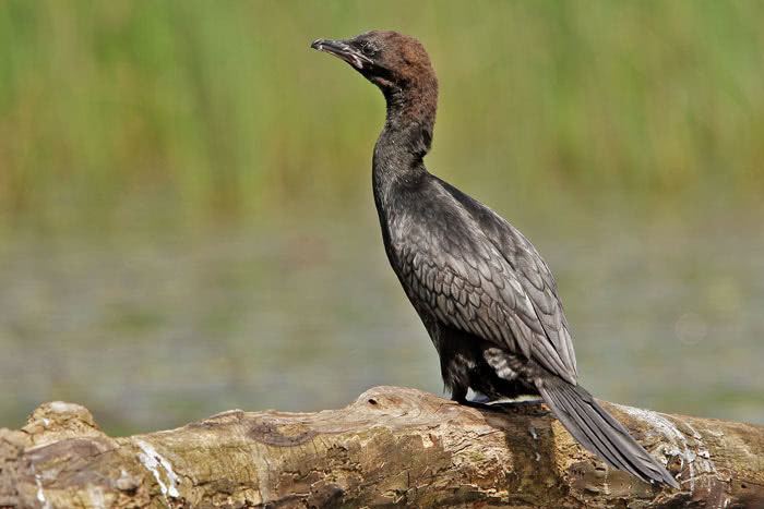 Pygmy cormorant vogelwartech Pygmy Cormorant