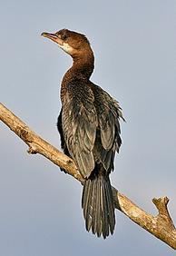 Pygmy cormorant Crossborder Conservation of Pygmy Cormorant and Ferruginous Duck WWF