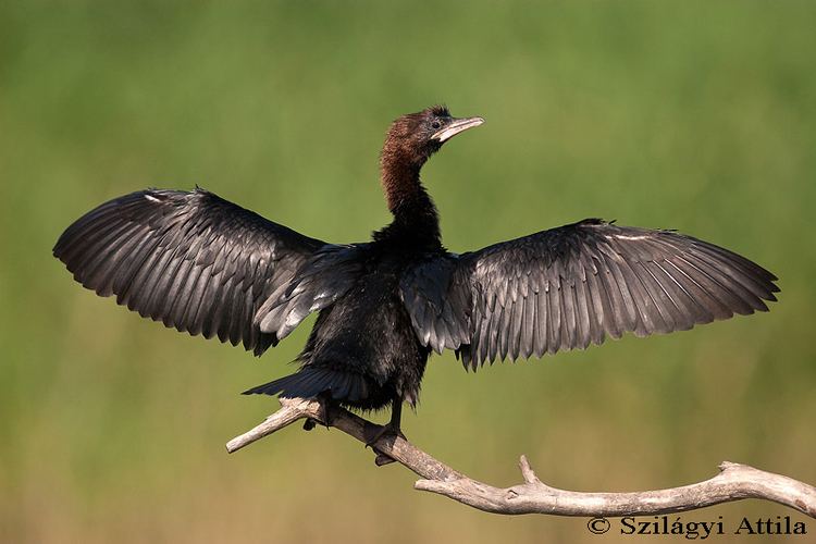 Pygmy cormorant Pygmy Cormorant