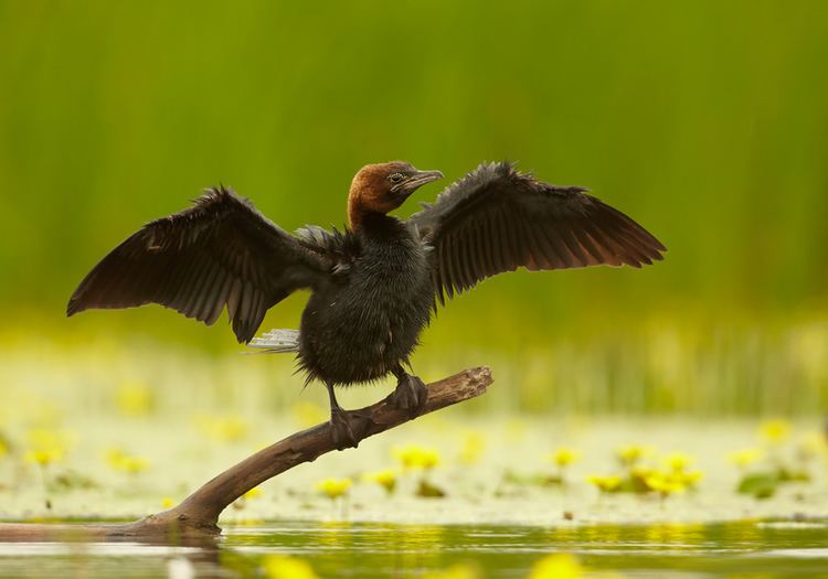 Pygmy cormorant httpsuploadwikimediaorgwikipediacommons77