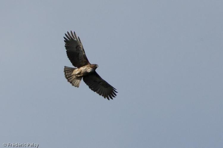 Pygmy eagle Pygmy Eagle Hieraaetus weiskei videos photos and sound recordings