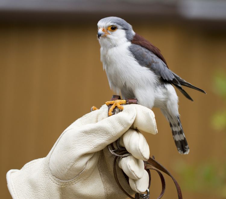 Pygmy falcon Pygmy Falcon pics