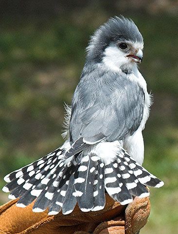 Pygmy falcon African Pygmy Falcon HOUSTON ZOO
