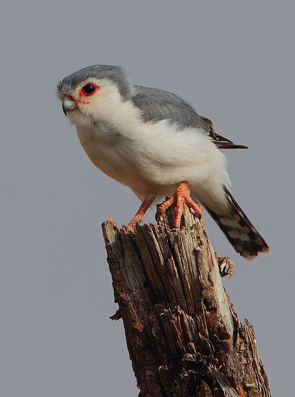 Pygmy falcon httpsuploadwikimediaorgwikipediacommons55