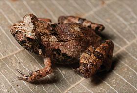 Pygmy forest frog httpsuploadwikimediaorgwikipediacommonsthu