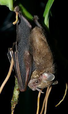 Pygmy fruit-eating bat httpsuploadwikimediaorgwikipediacommonsthu