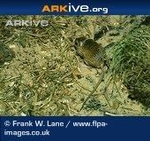 Pygmy gerbil cdn2arkiveorgmediaE9E951A1934B454D7CA441E