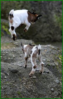 Pygmy goat nigerianpygmygoatscomimagesplayingpygmygoatsjpg