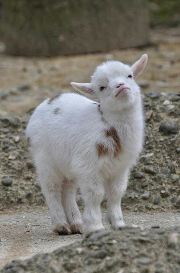 Pygmy goat 34 Cutest Baby Pygmy Goats On The Internet
