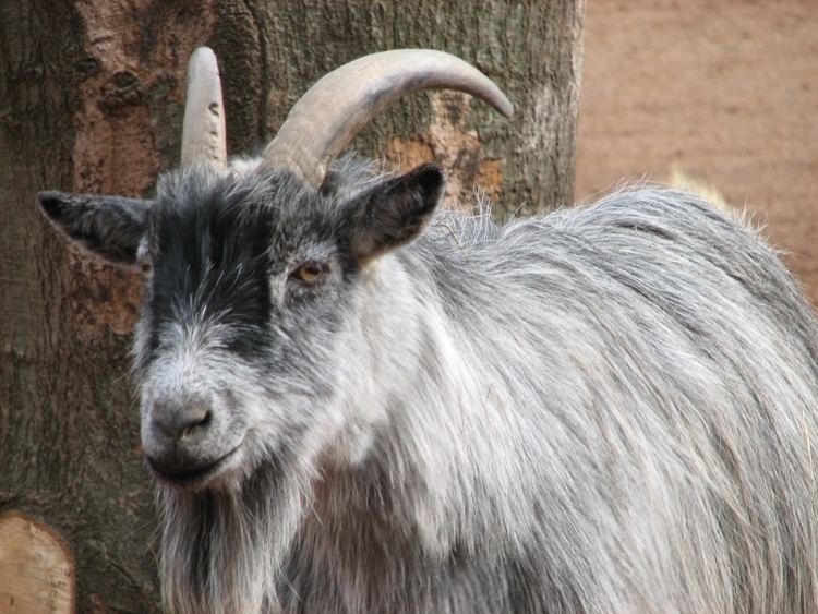 Pygmy goat Pygmy goat Wikipedia