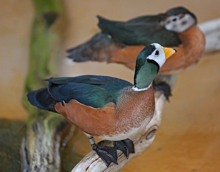 Pygmy goose Pictures and information on African Pygmygoose