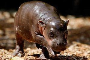 Pygmy hippopotamus Pygmy Hippos Pygmy Hippo Foundation