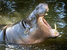 Pygmy hippopotamus httpsuploadwikimediaorgwikipediacommonsthu