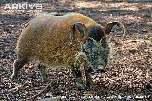 Pygmy hog Pygmy hog videos photos and facts Porcula salvania ARKive