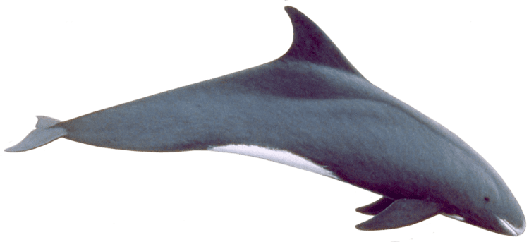 Pygmy killer whale Killer Whale