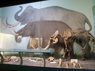 Pygmy mammoth - Alchetron, The Free Social Encyclopedia