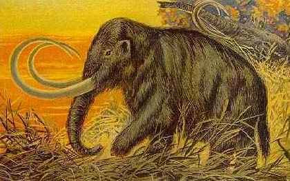 Pygmy mammoth - Alchetron, The Free Social Encyclopedia