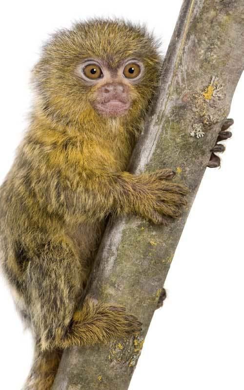 Pygmy marmoset Pygmy Marmoset Monkey Facts and Information