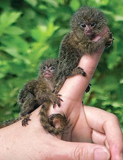 Pygmy marmoset Pygmy Marmoset The Smallest Monkey Animal Pictures and Facts