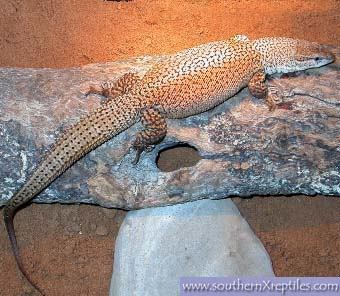 Pygmy mulga monitor Smallest Monitor In The Hobby Page 2 Reptile Forums