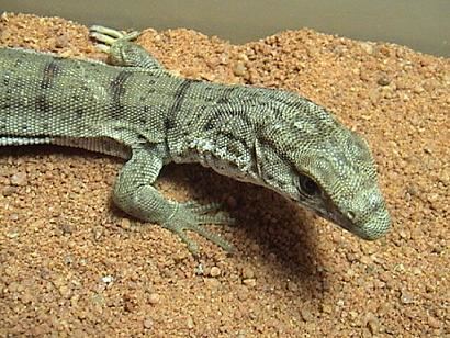 Pygmy mulga monitor Pygmy Mulga Monitor gillens monitor pygmy mulga monitor for sale