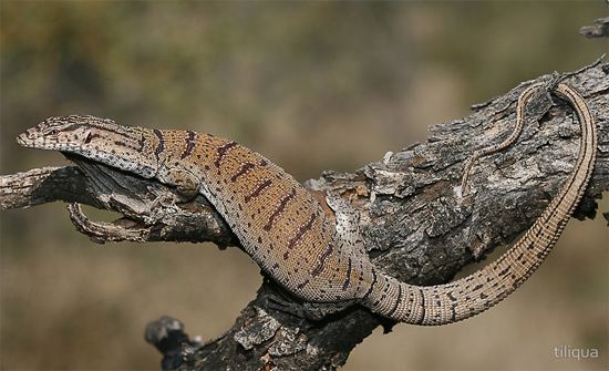 Pygmy mulga monitor Pygmy mulga monitor