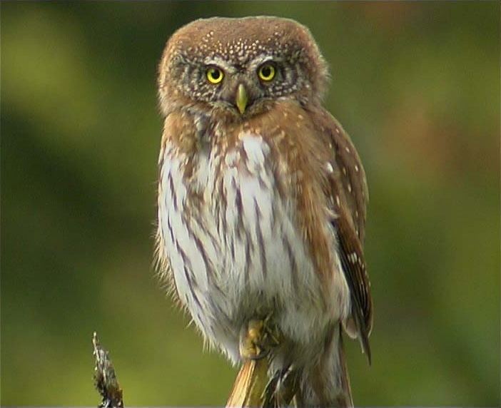 Pygmy owl wwwowlpagescomowlsspeciesimageseurasianpygm