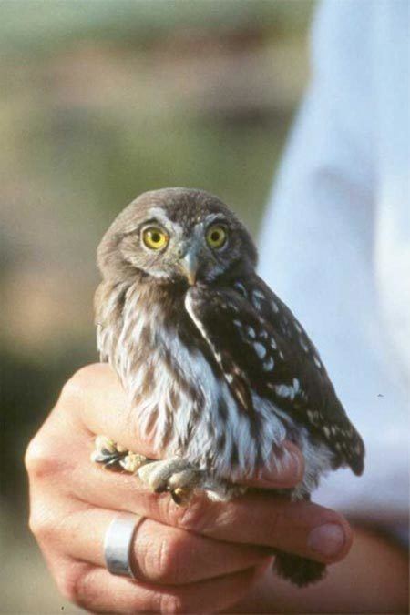 Pygmy owl Save the Pygmy Owl From Certain Extinction ForceChange