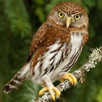 Pygmy owl Northern Pygmy Owl Glaucidium californicum Information Pictures