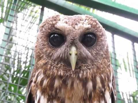 Pygmy owl Tickling a Pygmy Owl YouTube