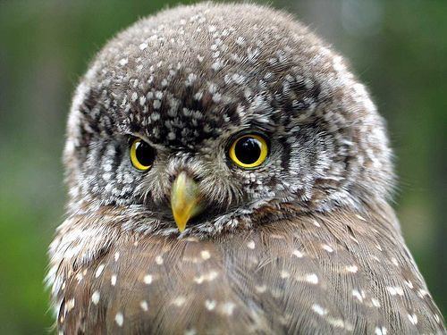 Pygmy owl Pygmy owls Beautiful Grey and So cute