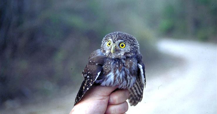 Pygmy owl Chaco Pygmy Owl Glaucidium tucumanum Information Pictures The